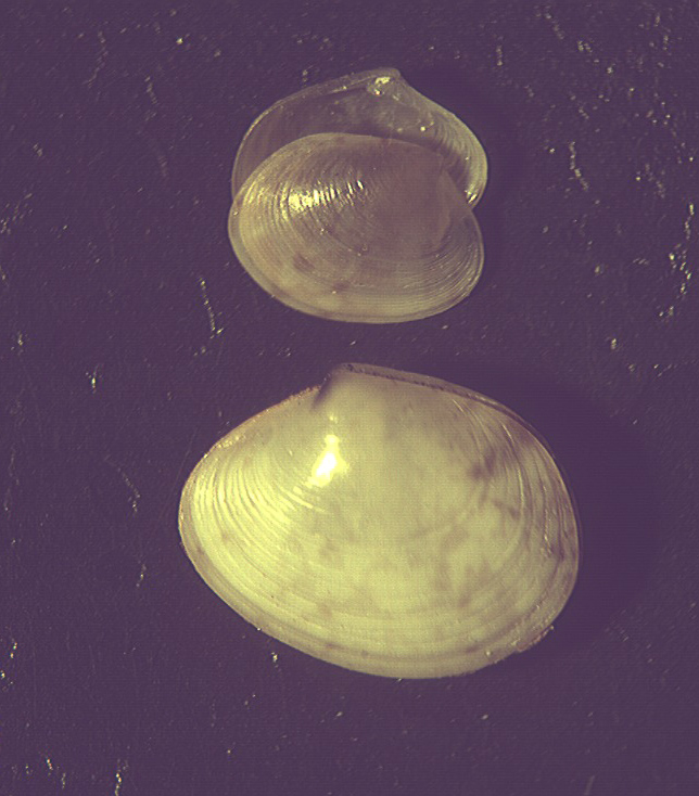 Molluschi lagunari...